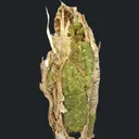 Andradite Garnet var. Demantoid, with Chrysotile - image 1