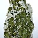 Andradite (Var: Demantoid) - image 1
