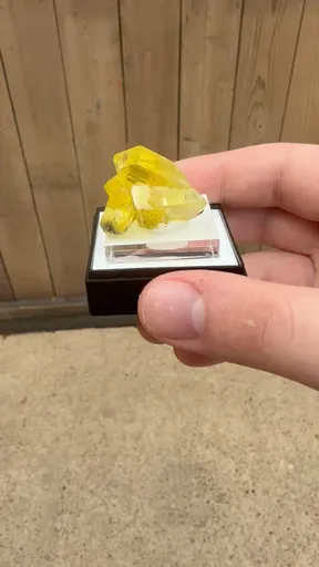 specimen video