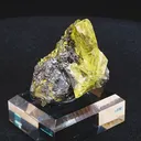 specimen video