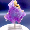 specimen video