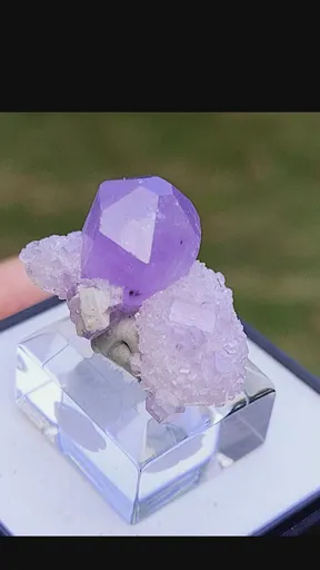 specimen video