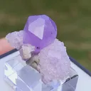specimen video