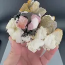 specimen video