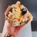 specimen video