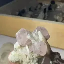 specimen video