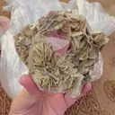 specimen video