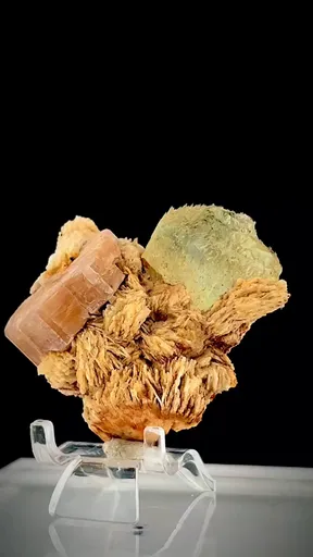 specimen video