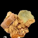 specimen video
