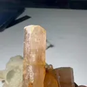 specimen video