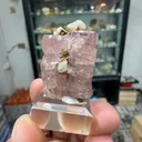 specimen video
