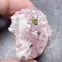 specimen video