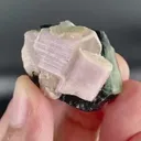 specimen video