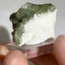 specimen video