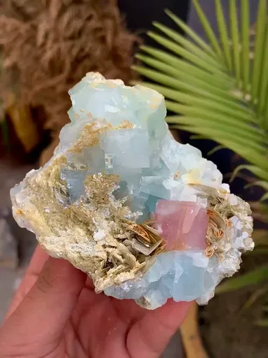 specimen video