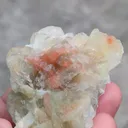 specimen video