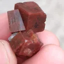 specimen video