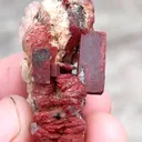 specimen video