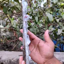Apophyllite - image 5