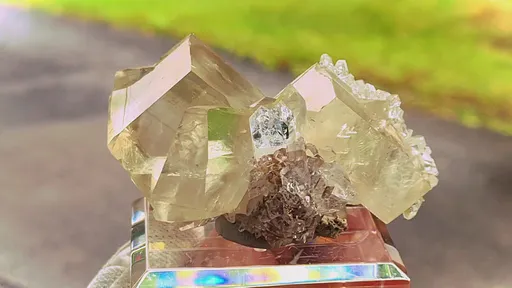 specimen video