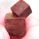 specimen video