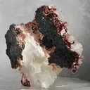 specimen video