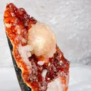 specimen video