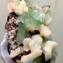 specimen video