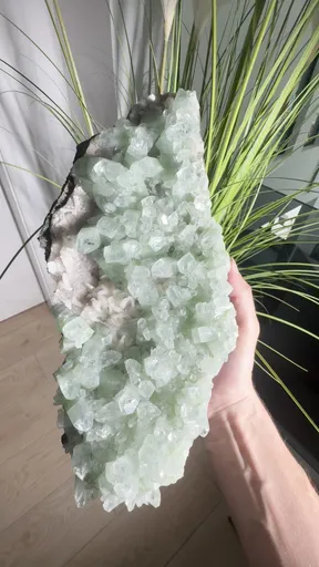 specimen video
