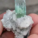 specimen video