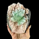 Apophyllite from Jalgaon, Jalgaon District, Nashik Division, Maharashtra, India - image 1