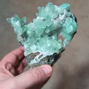 specimen video