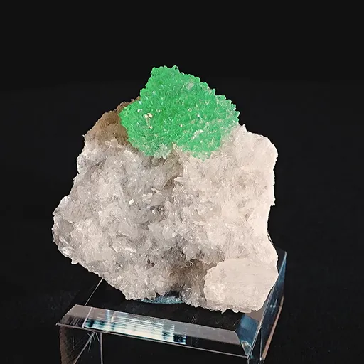 specimen video