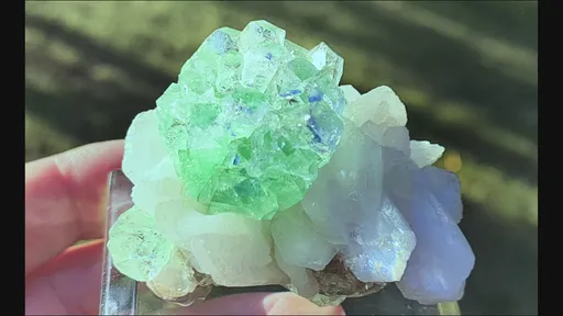 specimen video