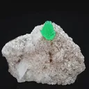 specimen video