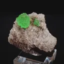 specimen video