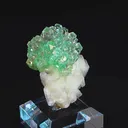 specimen video