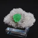 specimen video