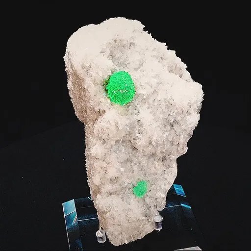 specimen video