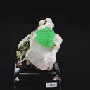 specimen video