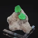 specimen video