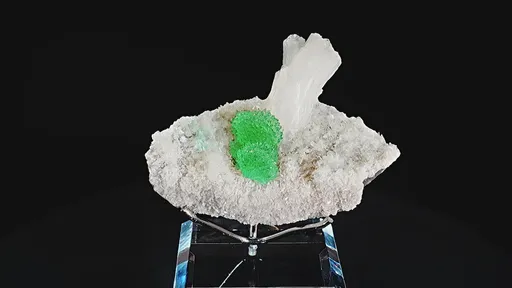 specimen video