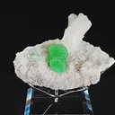 specimen video