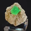 specimen video