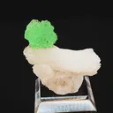 specimen video