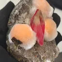specimen video
