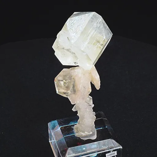 specimen video