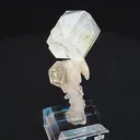 specimen video