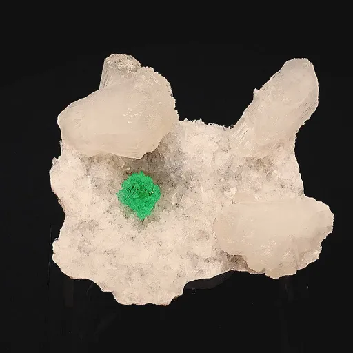 specimen video