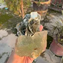 specimen video